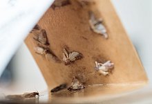 Was hilft gegen Lebensmittelmotten? - Foto: Andrea Warnecke/dpa-tmn