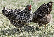 H&uuml;hner - Foto: Kirsten Neumann/dpa-tmn