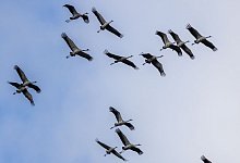 Kraniche - Frank Hammerschmidt/dpa