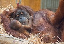 Orang-Utan-Weibchen Suma h&auml;lt im Dortmunder Zoo ihren Nachwuchs im Arm. - Marcel Stawinoga/Stadt Dortmund/dpa