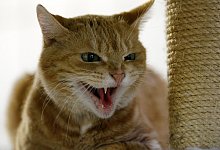 Unruhige Katze - Foto: Roland Weihrauch/dpa