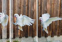 Kakadus - Thomas Suchanek/dpa