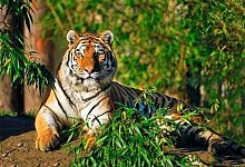 Der Amurtiger Manu liegt zwischen Pflanzen. - ZOOM Erlebniswelt/dpa/Archivbild