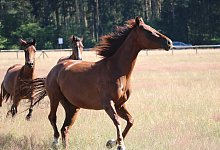 Die Senner Pferde freuen sich &uuml;ber die neue Koppel. - Guntmar Wolff
