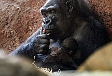 Gorilla-Nachwuchs im Prager Zoo - Vondrou? Roman/CTK/dpa
