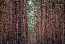 Wald - Patrick Pleul/Deutsche Presse-Agentur GmbH/dpa