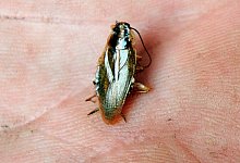 Schabe - Hermann-Josef Mammes/dpa/Symbolbild