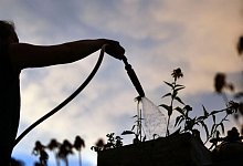 Frau gießt bei Sonnenaufgang ihre Pflanzen - Patrick Seeger/dpa/dpa-tmn