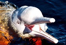 Amazonas-Flussdelfin - Jeon Heon-Kyun/EPA/dpa