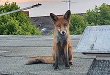 Ein junger Fuchs sitzt auf einem Dach in Berlin-Charlottenburg. - Polizei Berlin/dpa