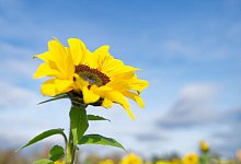 Bis zu 20 Grad am Donnerstag - Uwe Anspach/dpa
