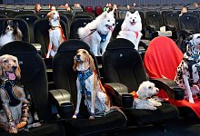Sogenannte Petfluencer, also Tiere mit reichweitenstarken Accounts, sitzen vor Beginn der Vorf&uuml;hrung des Films &laquo;DC League of Super-Pets&raquo; in einem K&ouml;lner Kino. - Henning Kaiser/dpa
