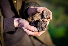 Trüffelplantage in Niedersachsen - Moritz Frankenberg/dpa/dpa-tmn