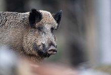 Wildschwein - Foto: Lino Mirgeler/dpa