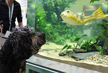 Messe Interzoo - Daniel L&ouml;b/dpa