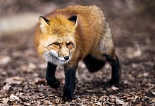 Fuchs - Foto: Alexander Heinl