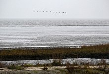 Wattenmeer - Sina Schuldt/dpa