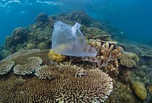 Plastikverschmutzung - Foto: WWF/dpa