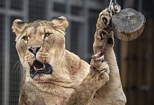 Löwin im Zoo - Ben Birchall/PA Wire/dpa