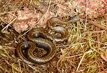 Tachymenoides harrisonfordi - Edgar Lehr/DGHT/dpa