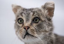 Katze - Foto: Sebastian Kahnert/dpa-Zentralbild/dpa