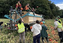 Kürbisernte - 1 - Silke Buhrmester