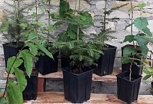 pressebild_gns_augustdorfer_zukunftswald - 1 - 1 - GNS