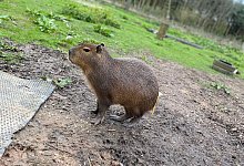 Entlaufenes Capybara namens Cinnamon - Hoo Zoo/dpa