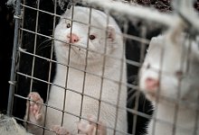 Nerze in einem K&auml;fig - Foto: Mads Claus Rasmussen/Ritzau Scanpix/AP/dpa/Archivbild