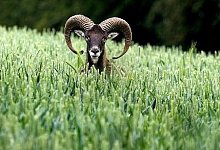 Kapitaler Mufflonwidder - Foto: Ludger B&uuml;sken