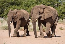 Elefanten in Namibia - Andreas Drouve/dpa-tmn