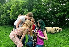 Leo-Schafe 02 - Heimatverein