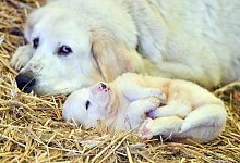 Pyren&auml;enberghunde - Foto: Patrick Pleul