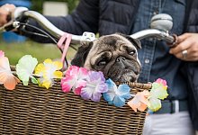 Hund Rad Fahrrad Korb Anh&auml;nger - Foto: Christin Klose/dpa-tmn