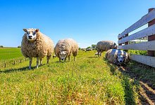 Texelschafe stehen auf einer Weide - Iris Borst/VVV Texel/dpa-tmn