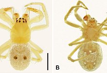 Spinne &laquo;Abba Transversa&raquo; - Volker W. Framenau/Murdoch University/dpa
