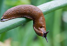 Spanische Wegschnecke - Patrick Pleul/dpa/Archivbild