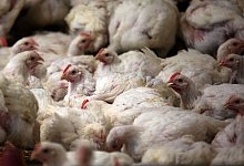 Masth&auml;hnchen - Foto: Jens B&uuml;ttner/dpa-Zentralbild/dpa