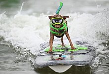 Wettbewerb im Wellenreiten f&uuml;r Hunde in Kalifornien - Eakin Howard/AP/dpa