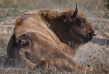 Wisent im Nationalpark Unteres Odertal - Foto: Patrick Pleul/dpa-Zentralbild/dpa
