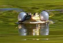 Wasserfrosch - Soeren Stache/dpa-Zentralbild/ZB