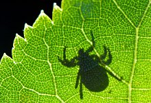 Zecken können gefährliche Krankheiten übertragen - Patrick Pleul/dpa-Zentralbild/dpa-tmn