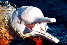 Amazonas-Flussdelfin - Jeon Heon-Kyun/EPA/dpa