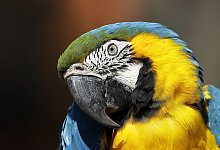 Farbenfroher Ara - Foto: Antonio Calanni