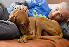 Streicheleinheiten f&uuml;r den Hund - Foto: Monique W&uuml;stenhagen