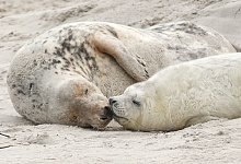 Kegelrobben - Foto: picture alliance / dpa