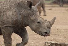 Breitmaulnashorn - Foto: J&uuml;rgen B&auml;tz/dpa