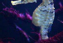 Seepferdchen richtig halten - Foto: Andrea Warnecke/dpa-tmn