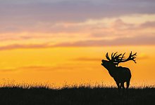 Hirsch - Imago/Christian Naumann