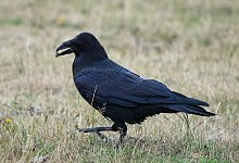 Rabe - Soeren Stache/dpa